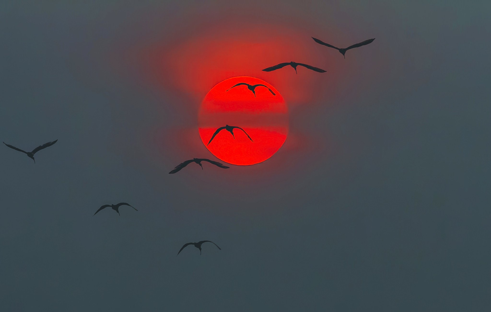 Круг как птицы улетят. Журавль в небе. Красный закат с птицами. Птицы в небе. Стая птиц.