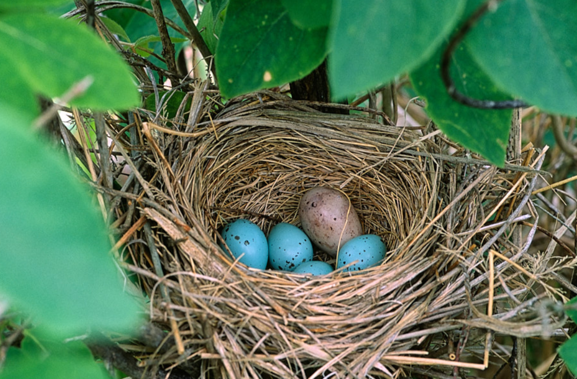Яйца кукушки фото. Гнездо чечевицы. Кукушкино гнездо. Гнездо кукушки. Гнездо с яйцом кукушки.