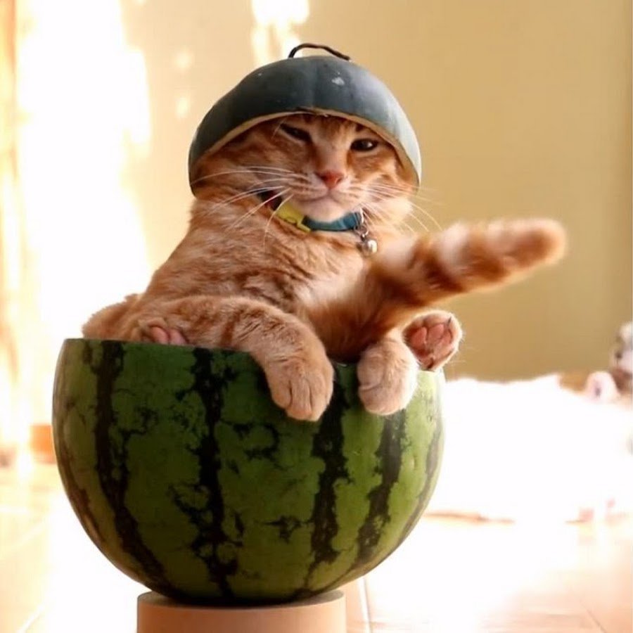 Кот на арбузе