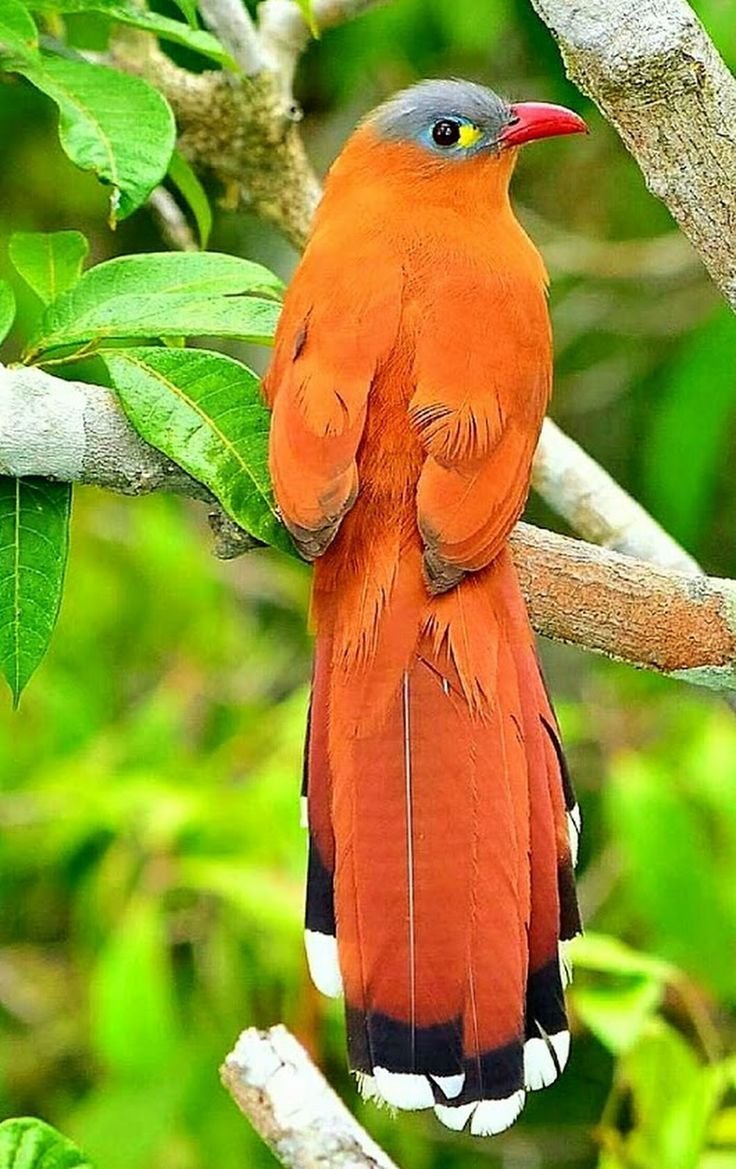 Птица рыжая Тайланд