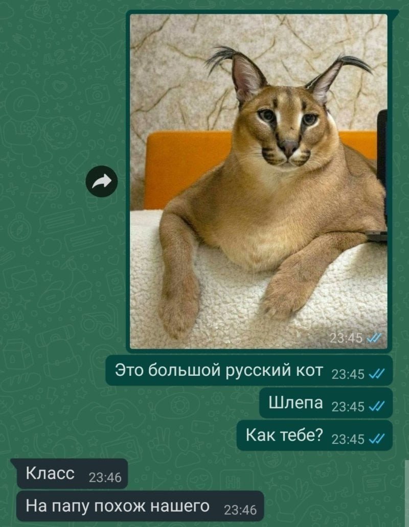 Шоепа русский кот