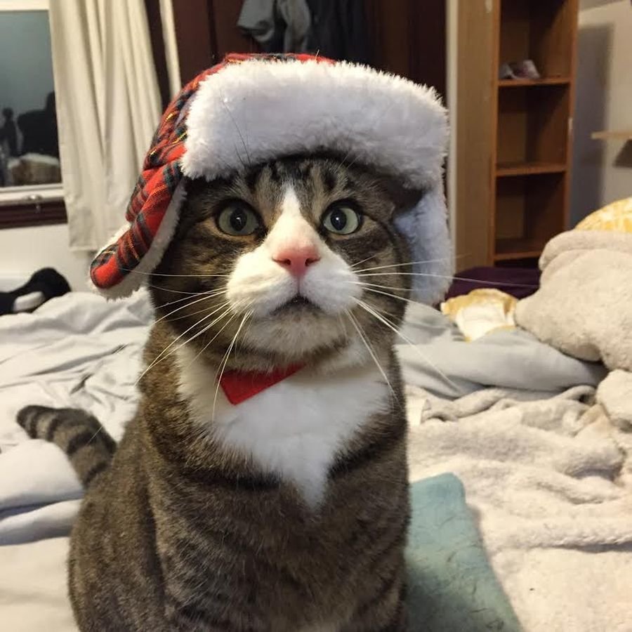 Кошка в новогодней шапке