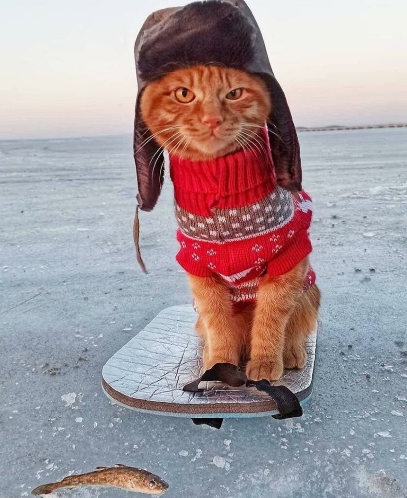 Рыжий кот в шапке ушанке