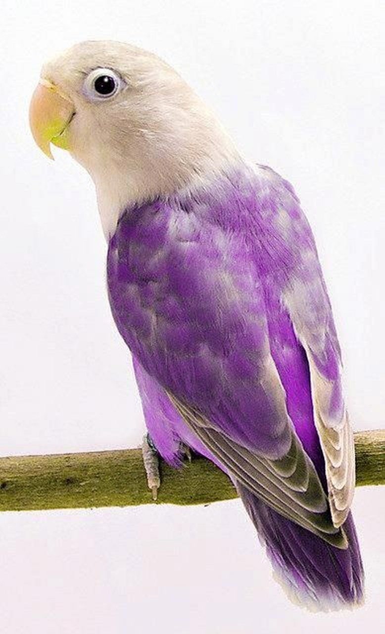 Фиолетовый короткохвостый скворец