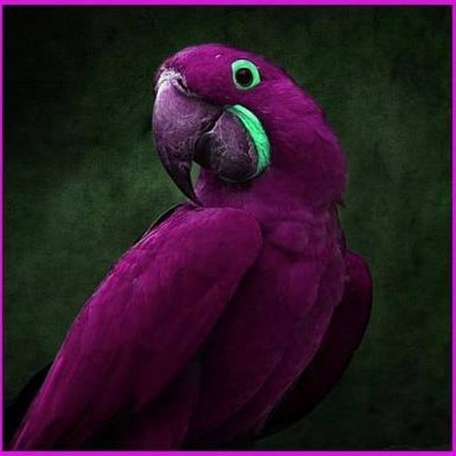 Фиолетовый попугай Какаду