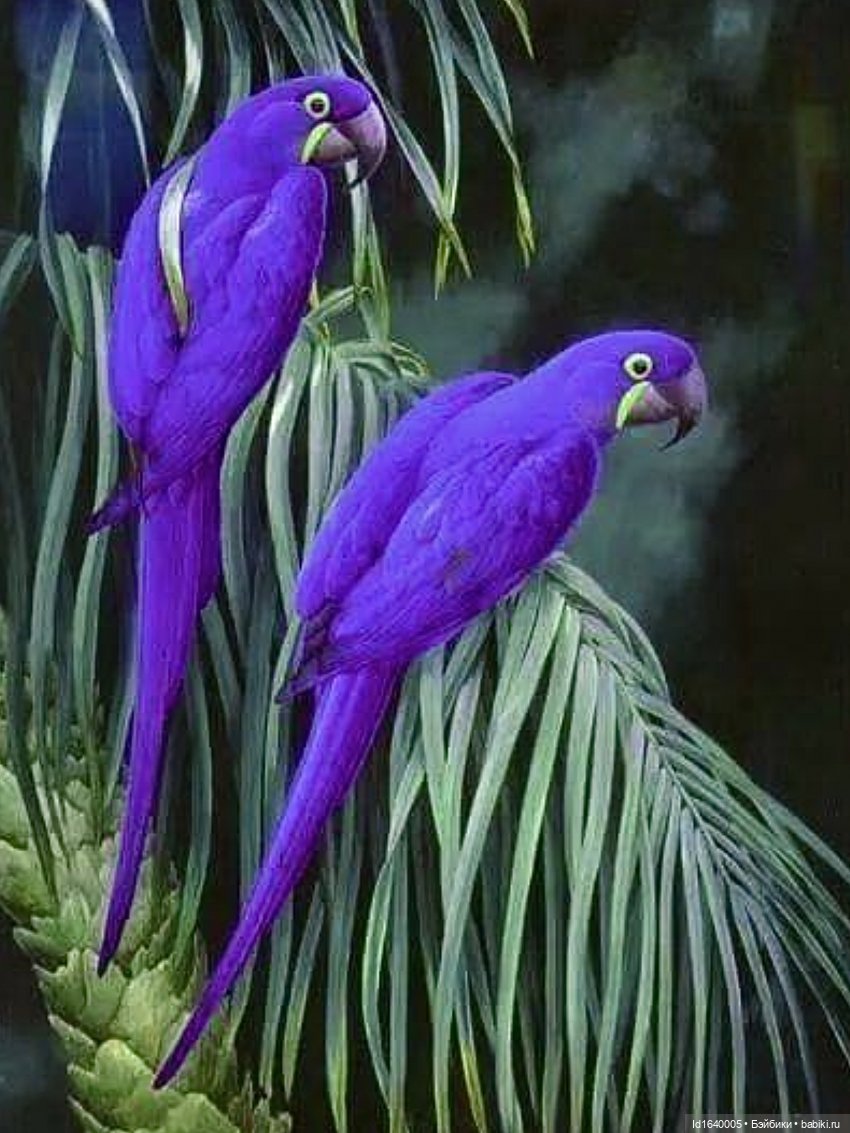 Гиацинтовые ара фиолетовые