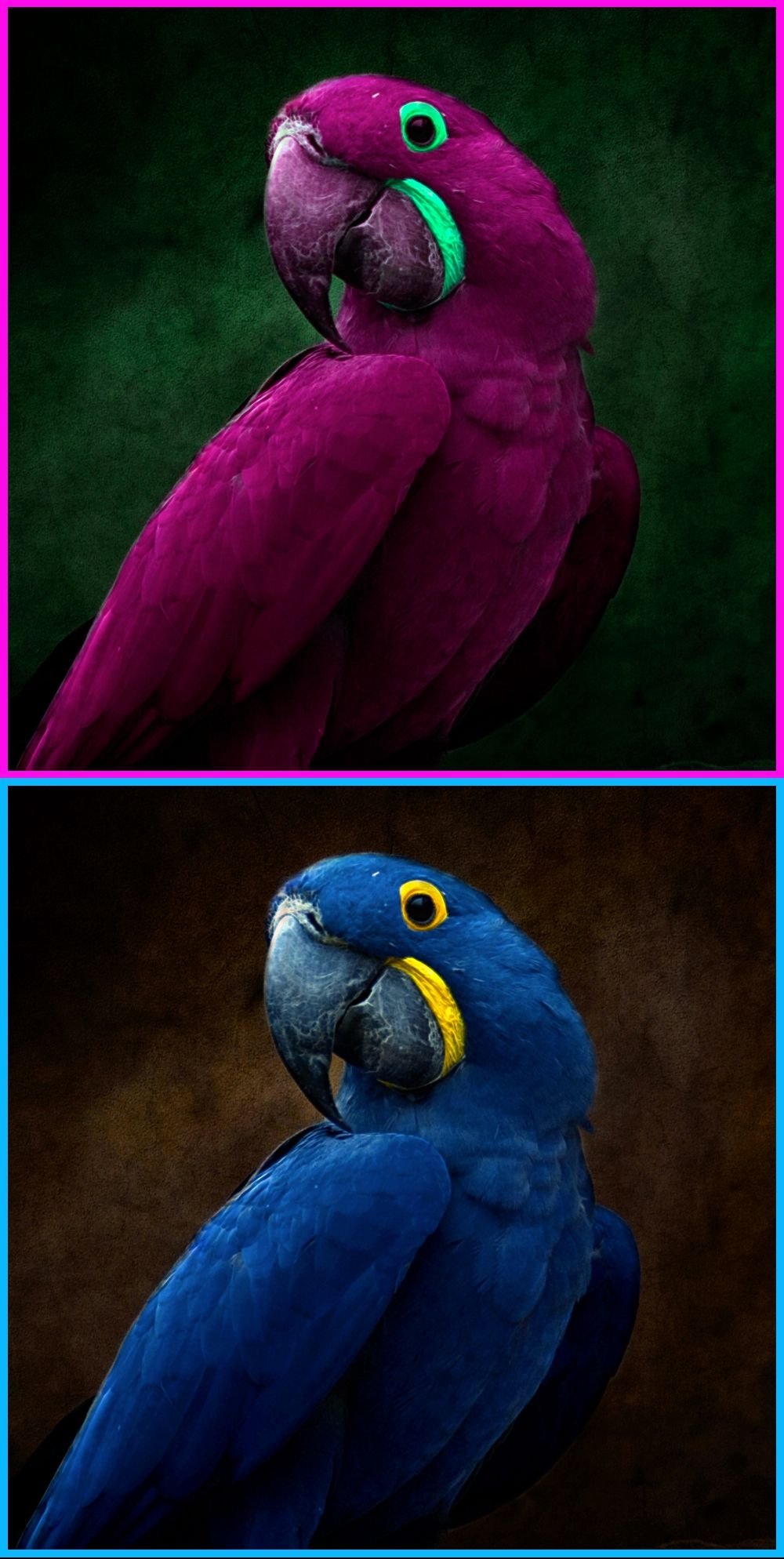 Праздник попугая (Festival of the Parrot) - Франция