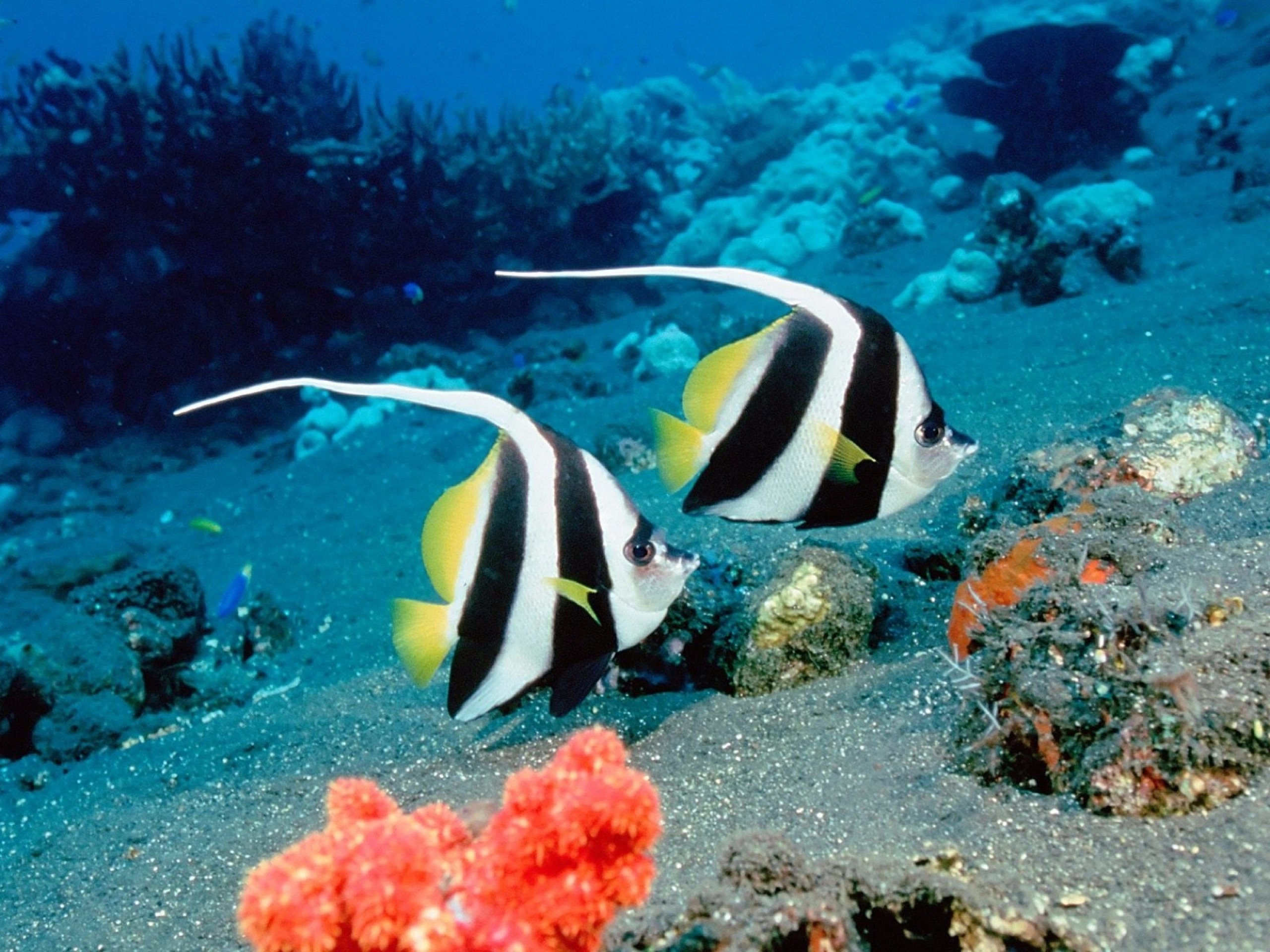 Обитатели океана рыбы. Красноморская кабуба. Heniochus acuminatus. Рыба клоун Бали. Коралловые рыбки.