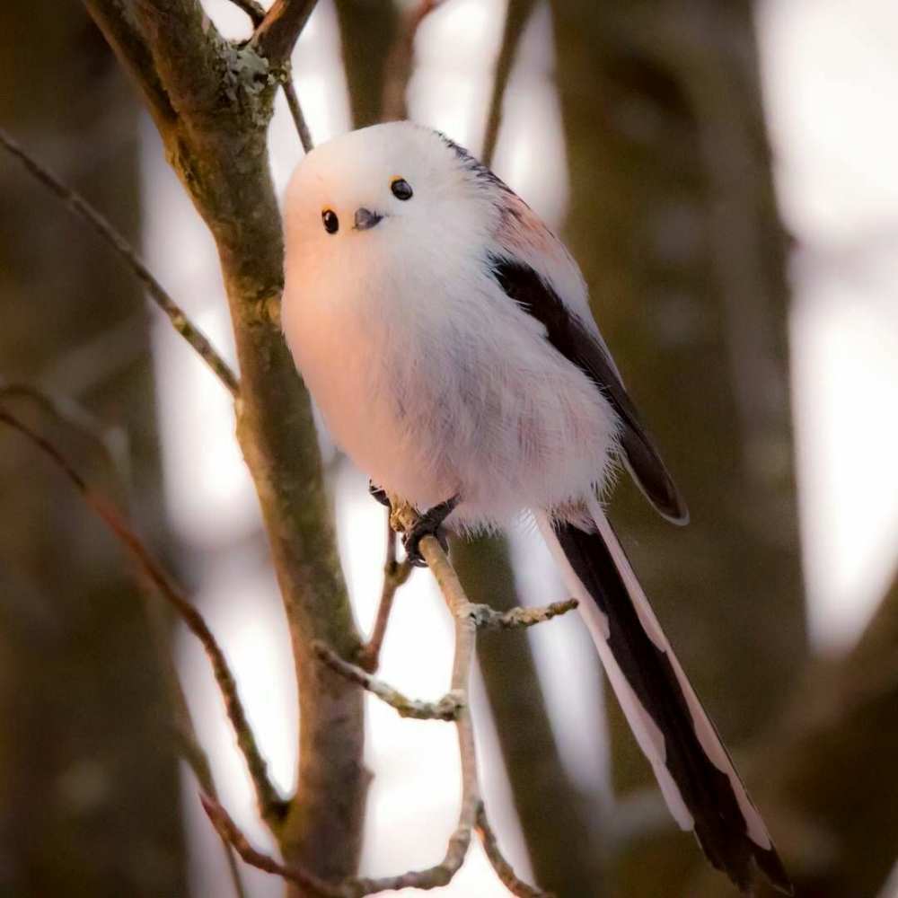 Маленькая белая птичка