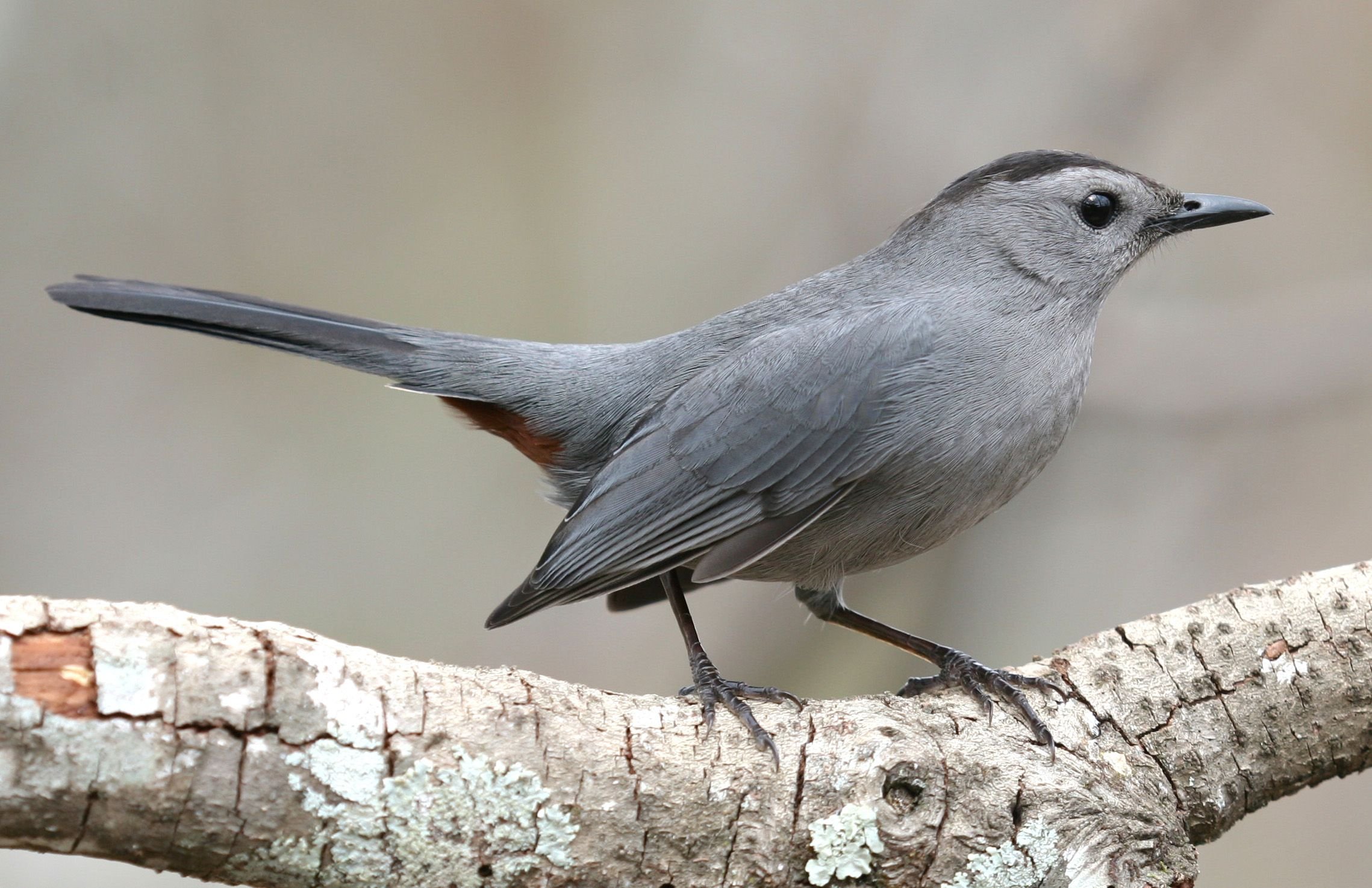 Как называются маленькие серые птички. Dumetella carolinensis. Gray Catbird птица. Серый Дрозд. Серая птица.