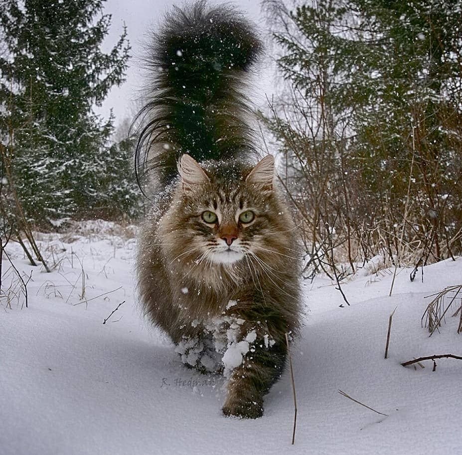 Норвежская Лесная кошка табби