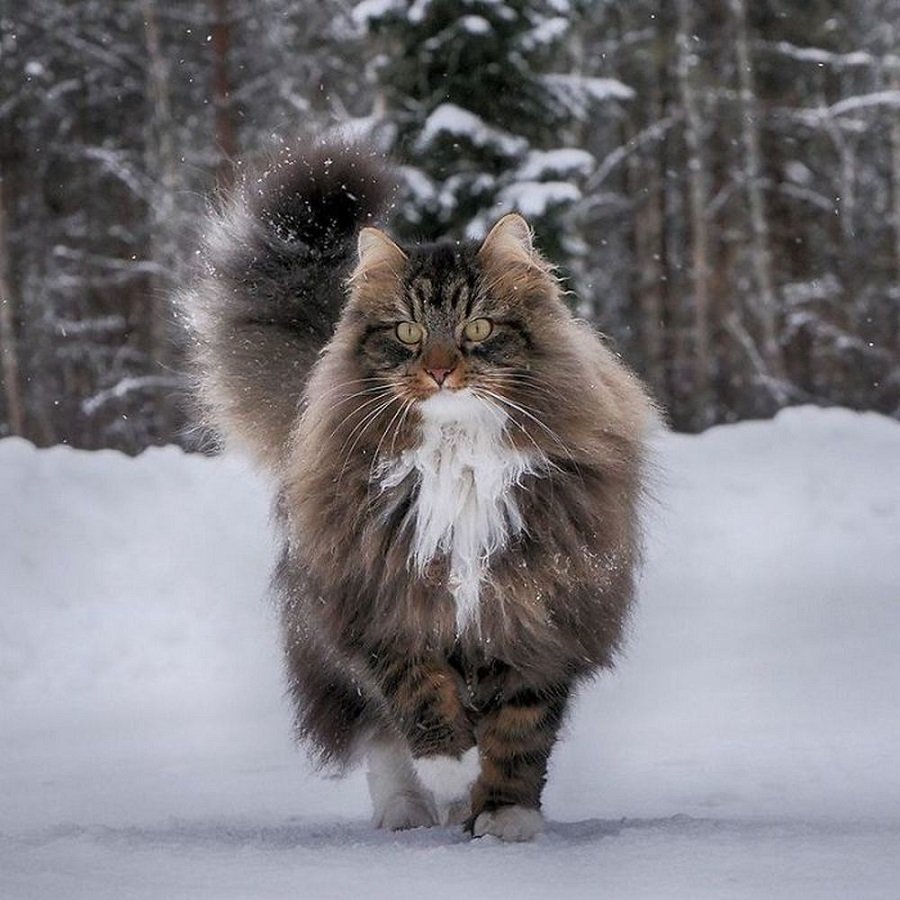 Сибирский лесной кот