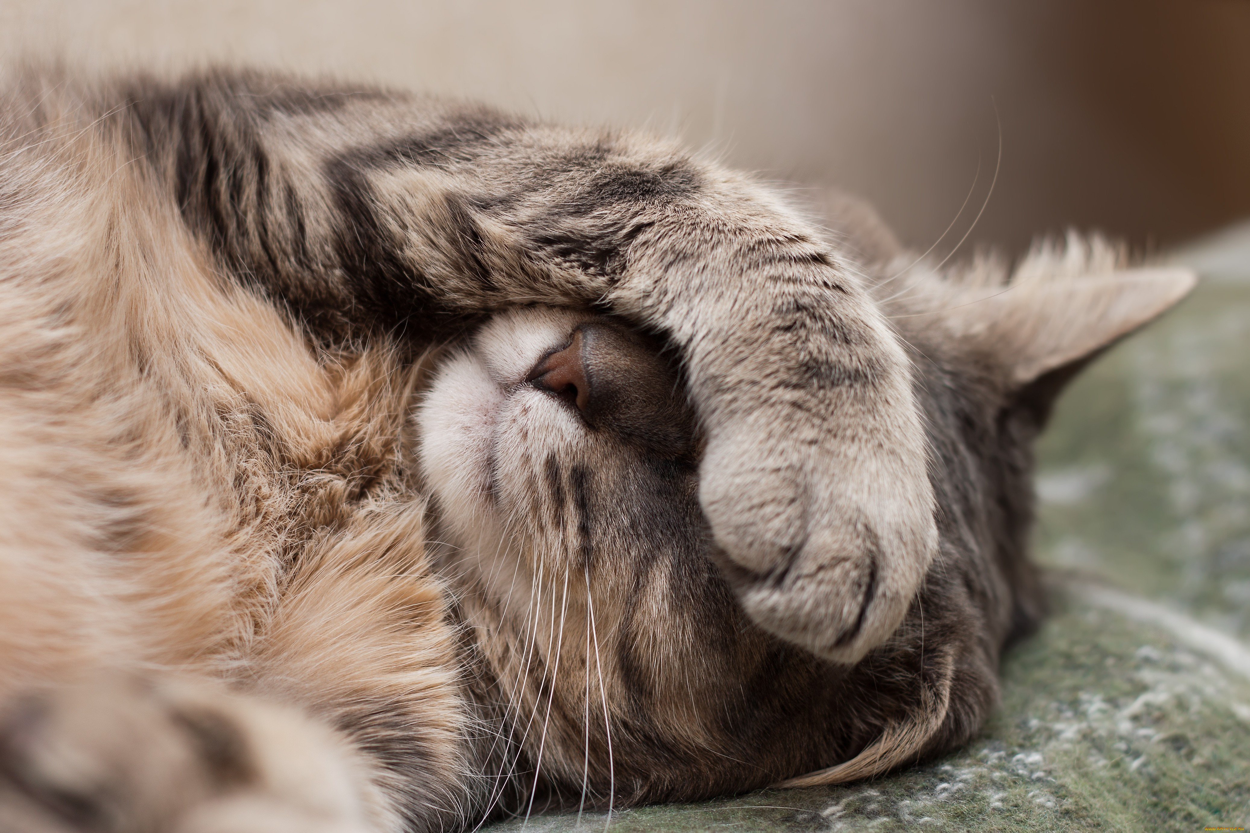Носик лапки. Уставший котик. Спящий кот. Кошка закрыла глаза лапами.