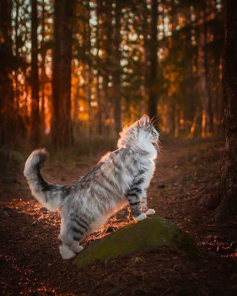 Кошка в лесу