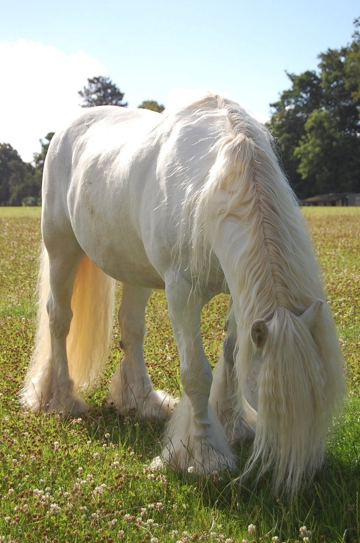 Цыганская упряжная лошадь (Тинкер, ирландский КОБ)