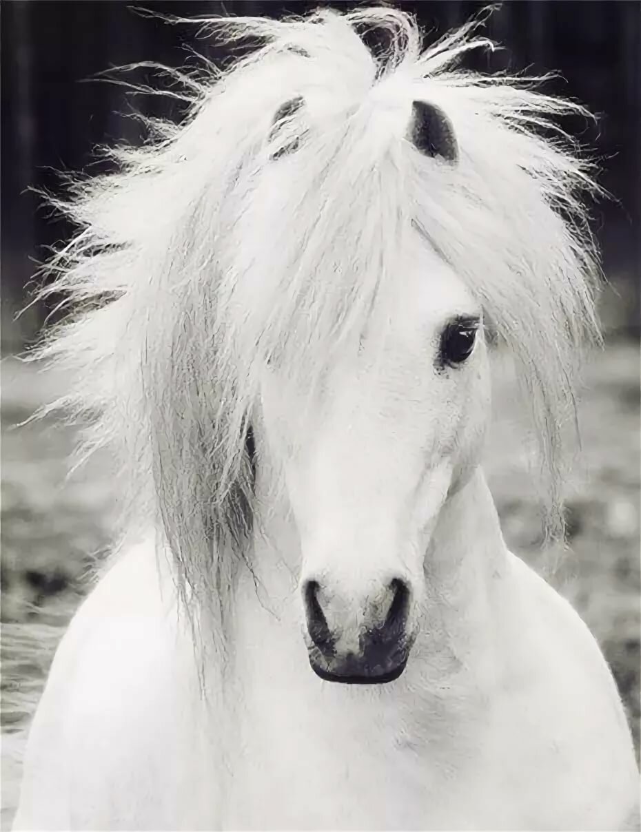 Белых настоящих лошадок