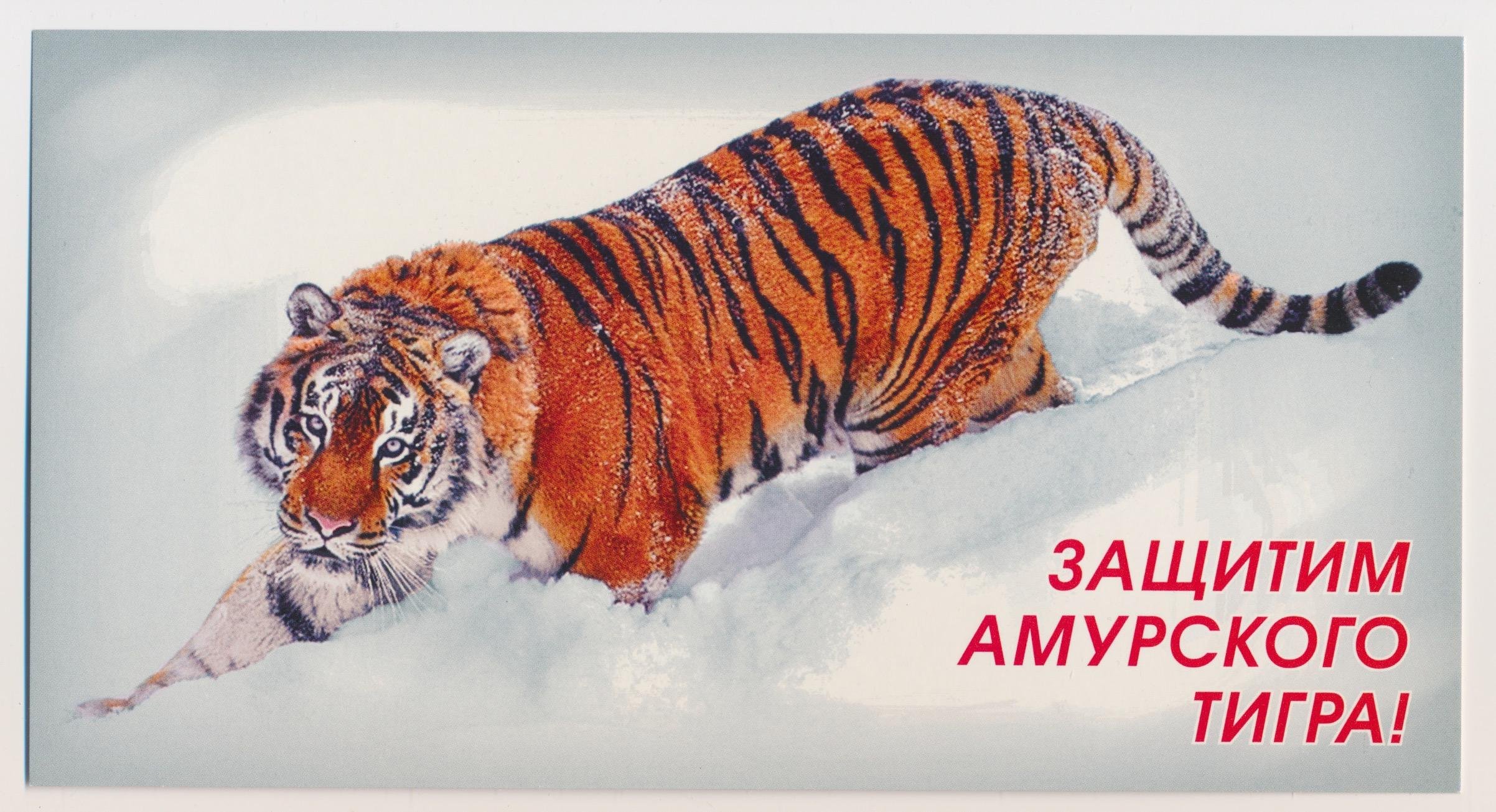 Восточный слоган. Амурский тигр. День Амурский тигр. Амурский тигр достояние России. Защита Амурского тигра.