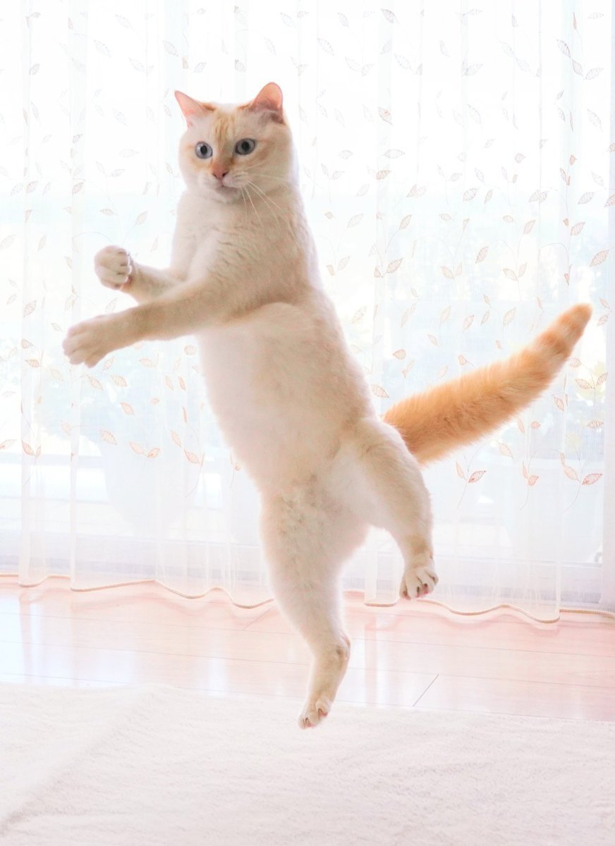 Танцующие котята
