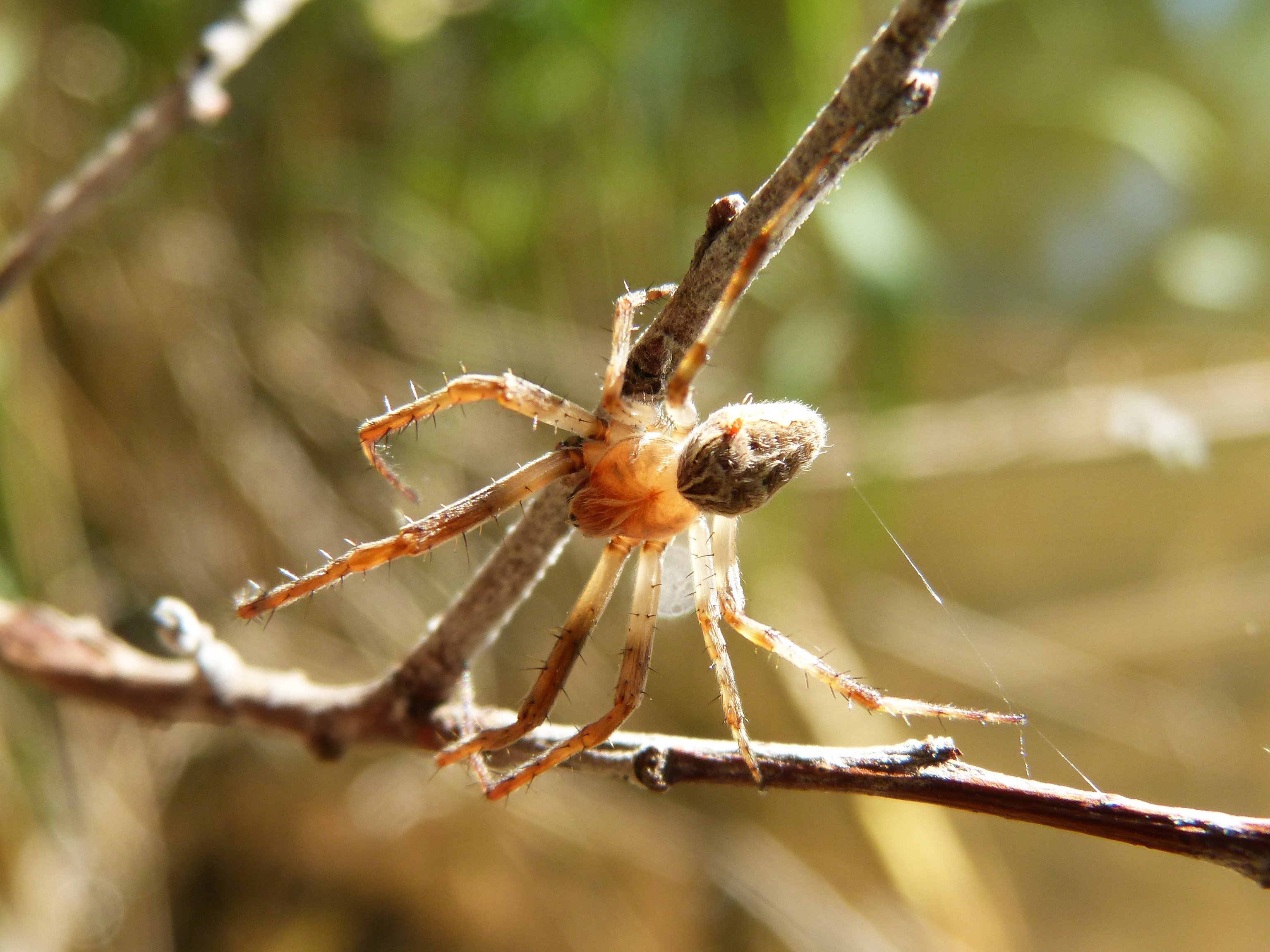 Spiders pictures. Красноспинный паук. Австралийский красноспинный паук. Паук Арахнид. Облепиховый паук.