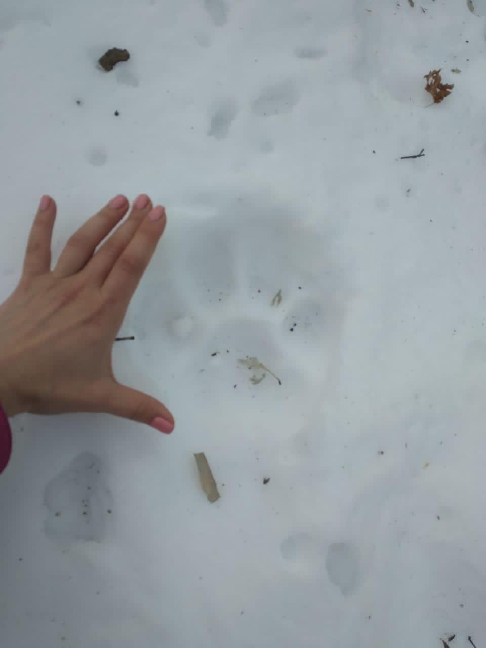 Никем не замеченные следы. Следы тигра на снегу. Следы Амурского тигра на снегу. След Амурского тигра. Тигриный след на снегу.