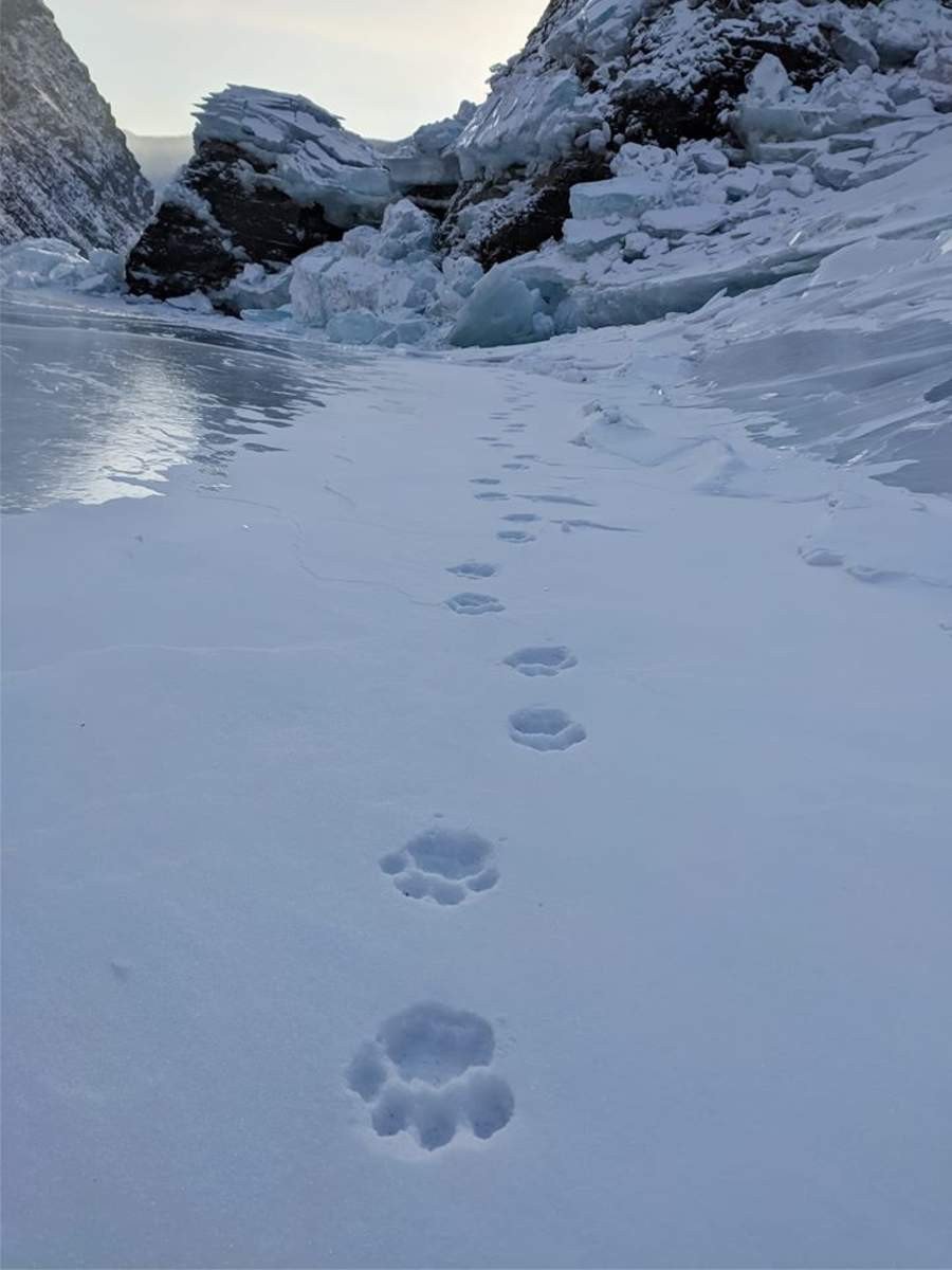 Следы Амурского тигра на снегу