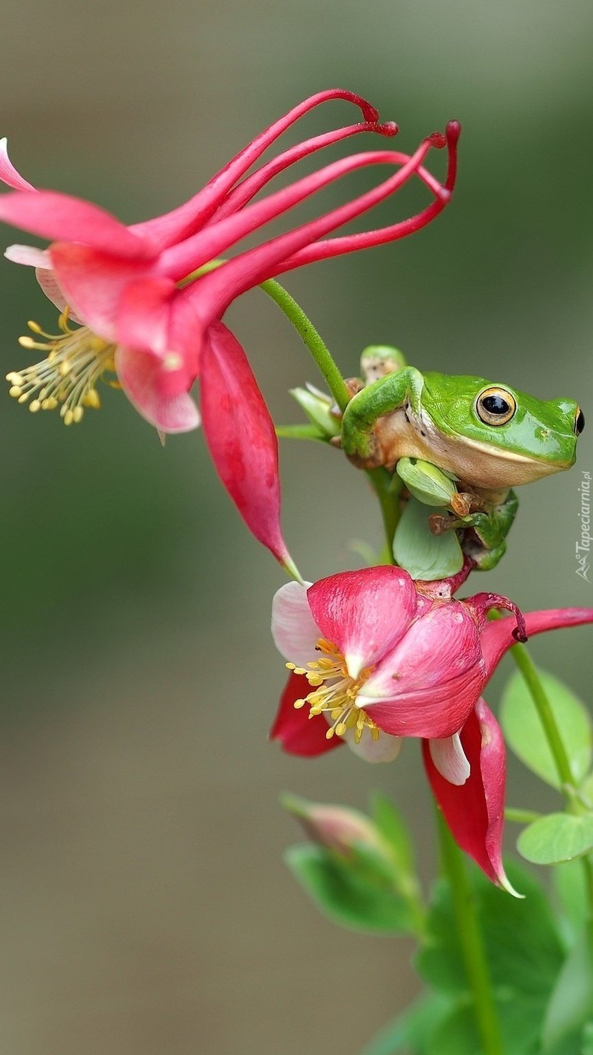 Розовая жаба