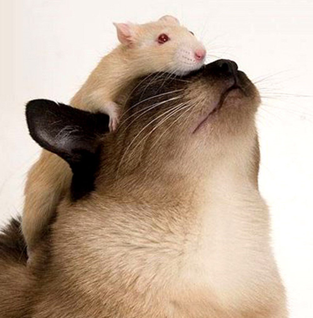 Кот обнимает крысу