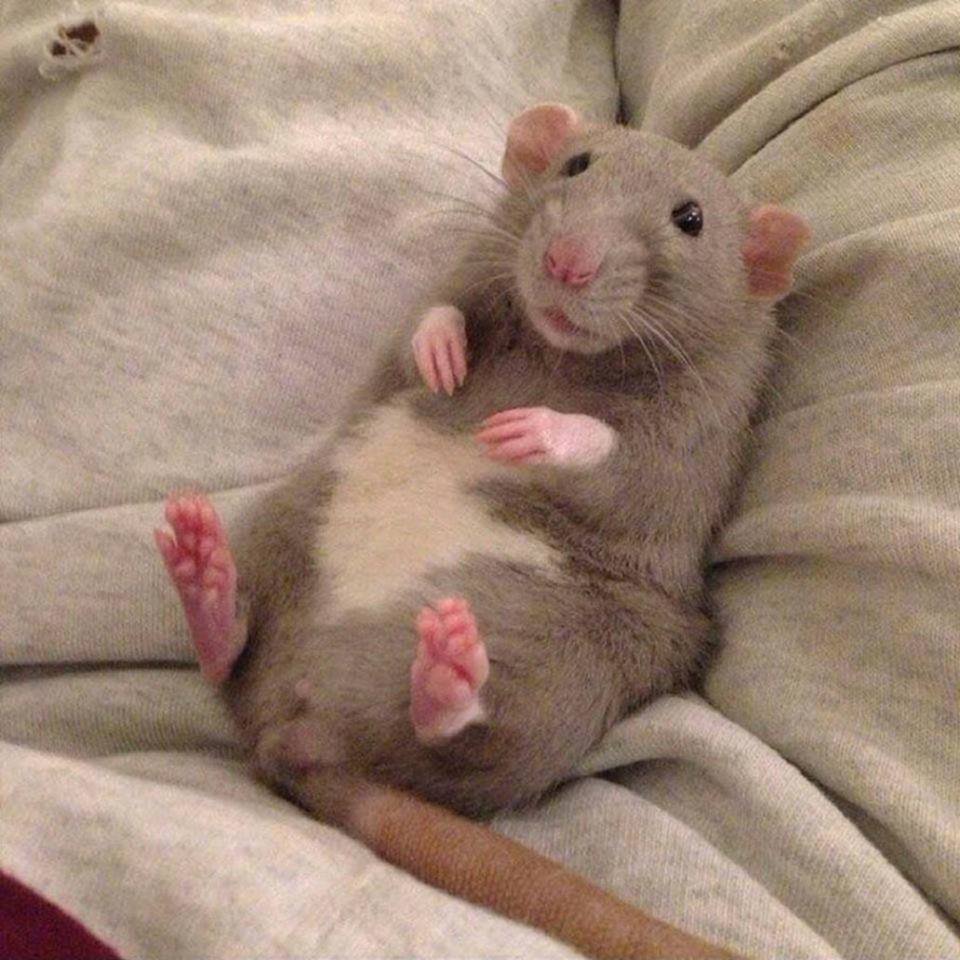 Крыса с сердечком