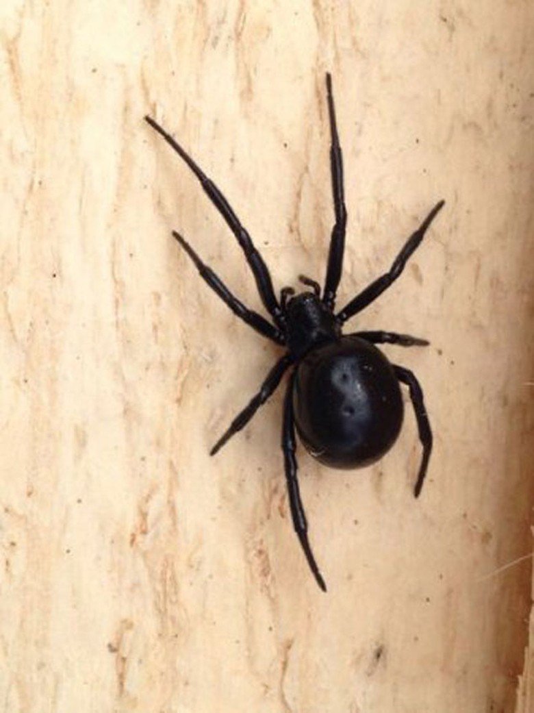Чёрный паук в доме