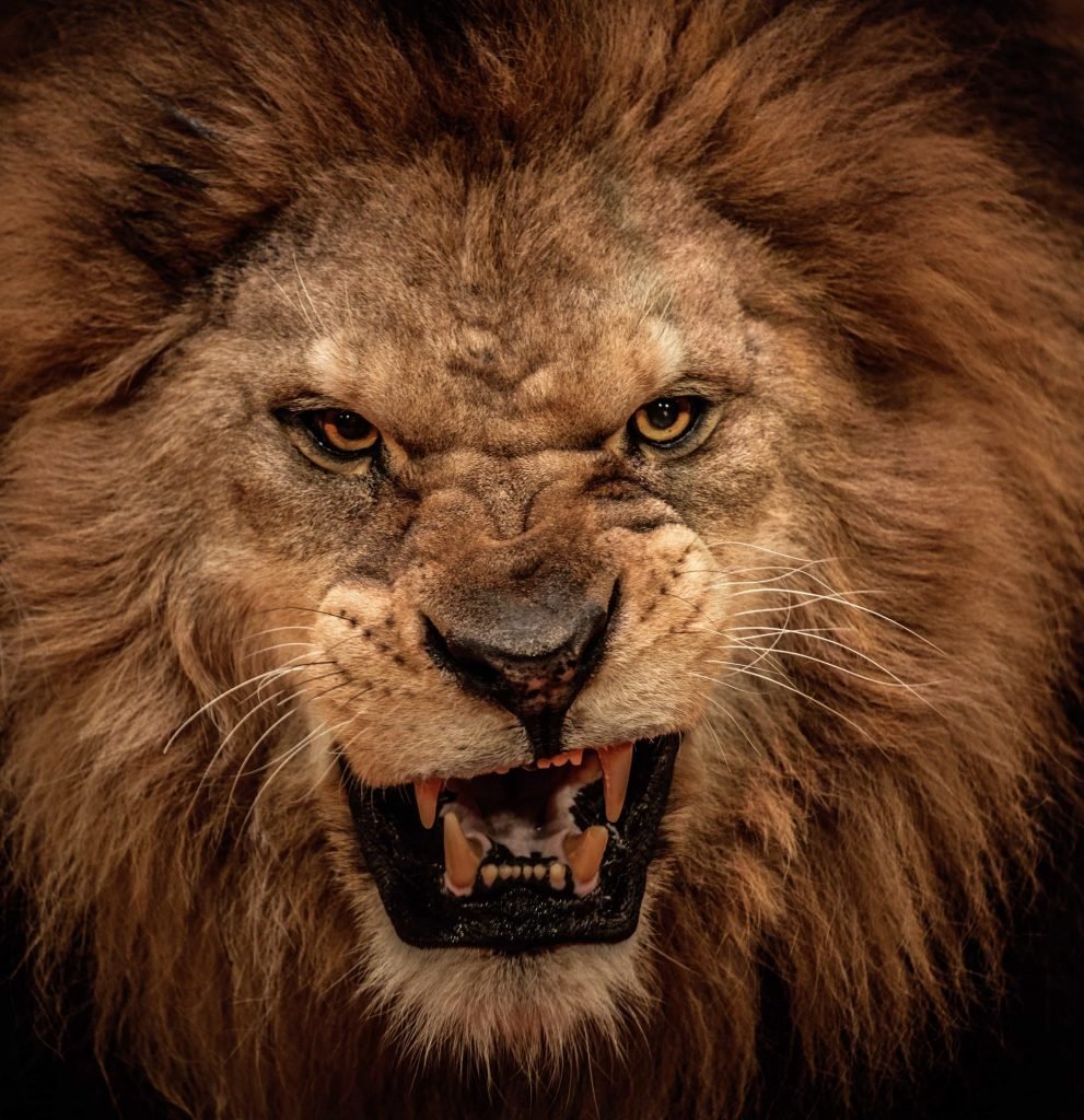 Лев царь зверей рычит