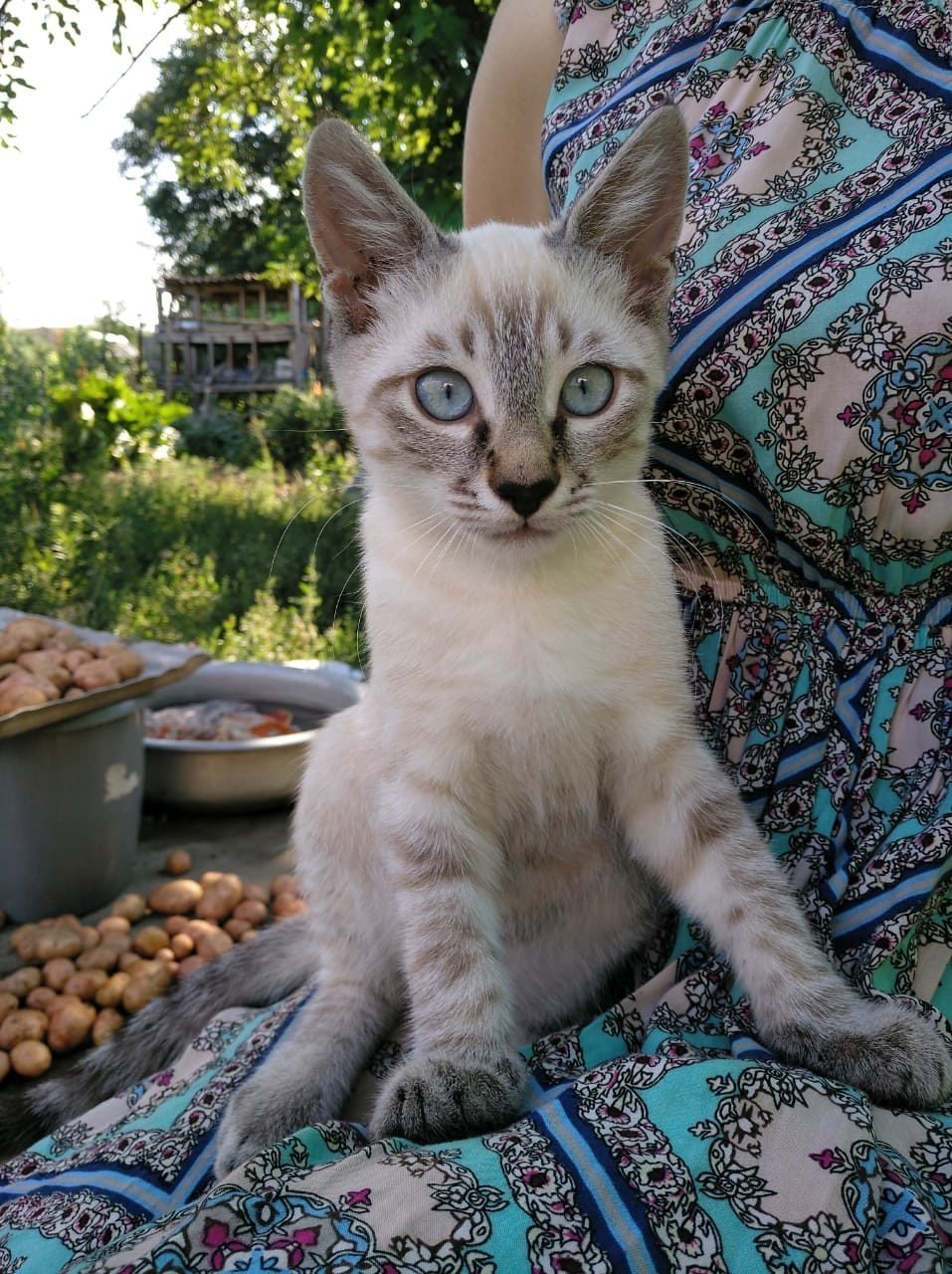 Сиамская кошка Блю-Пойнт