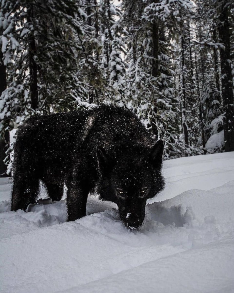 Черные волки в природе
