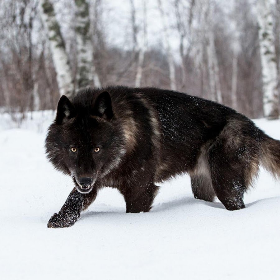 Чёрный Сибирский волк
