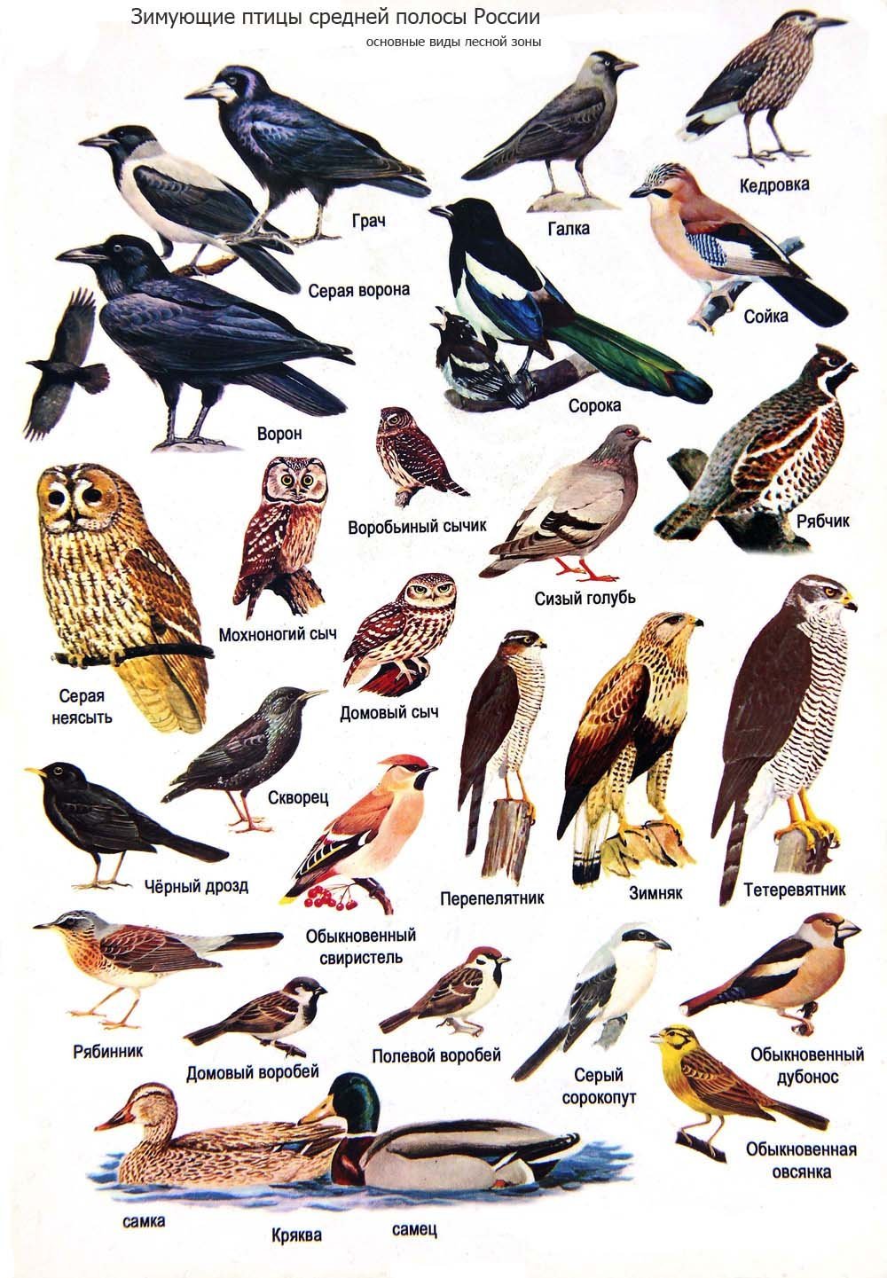 Перелетные и зимующие птицы список для детей