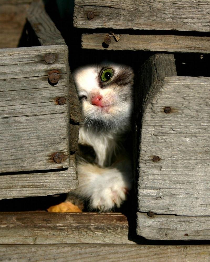 Сильный любопытство. Любопытная кошка. Любопытный котенок. Любопытство кот. Кот заглядывает.