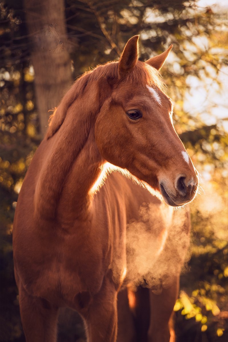 Красивая рыжая лошадь
