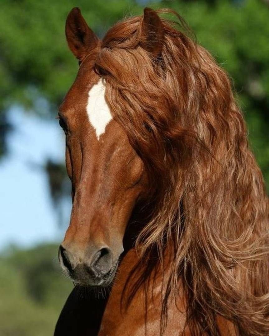 Фризская лошадь рыжая