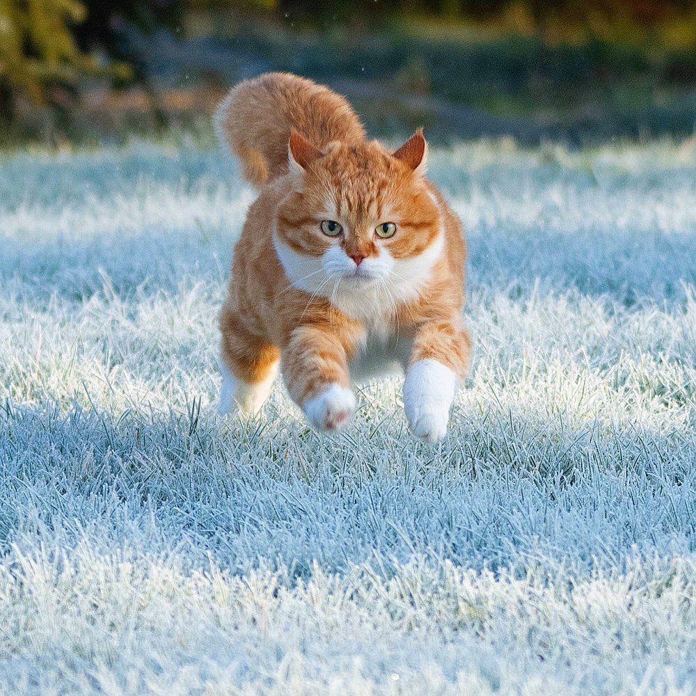 Рыжий кот бежит по снегу
