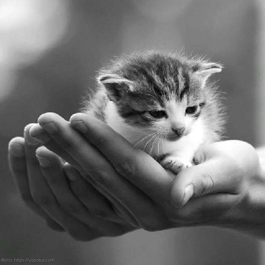 Маленький котенок в руках