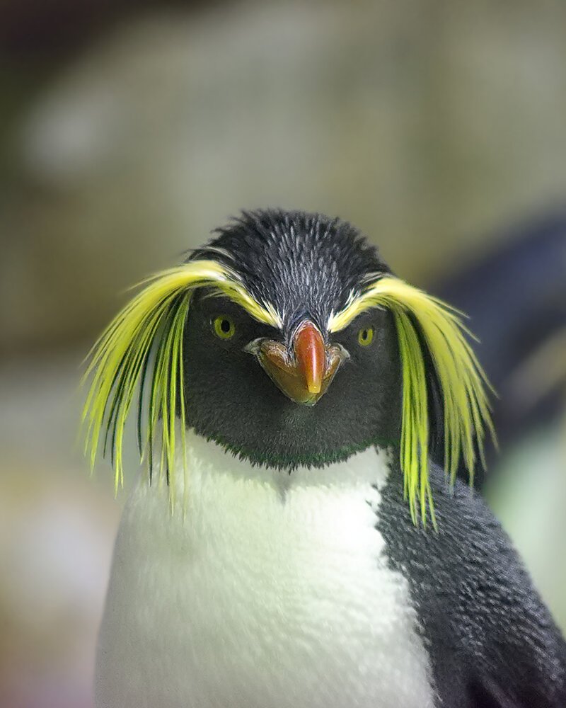 Пингвин с ресницами как у Брежнего