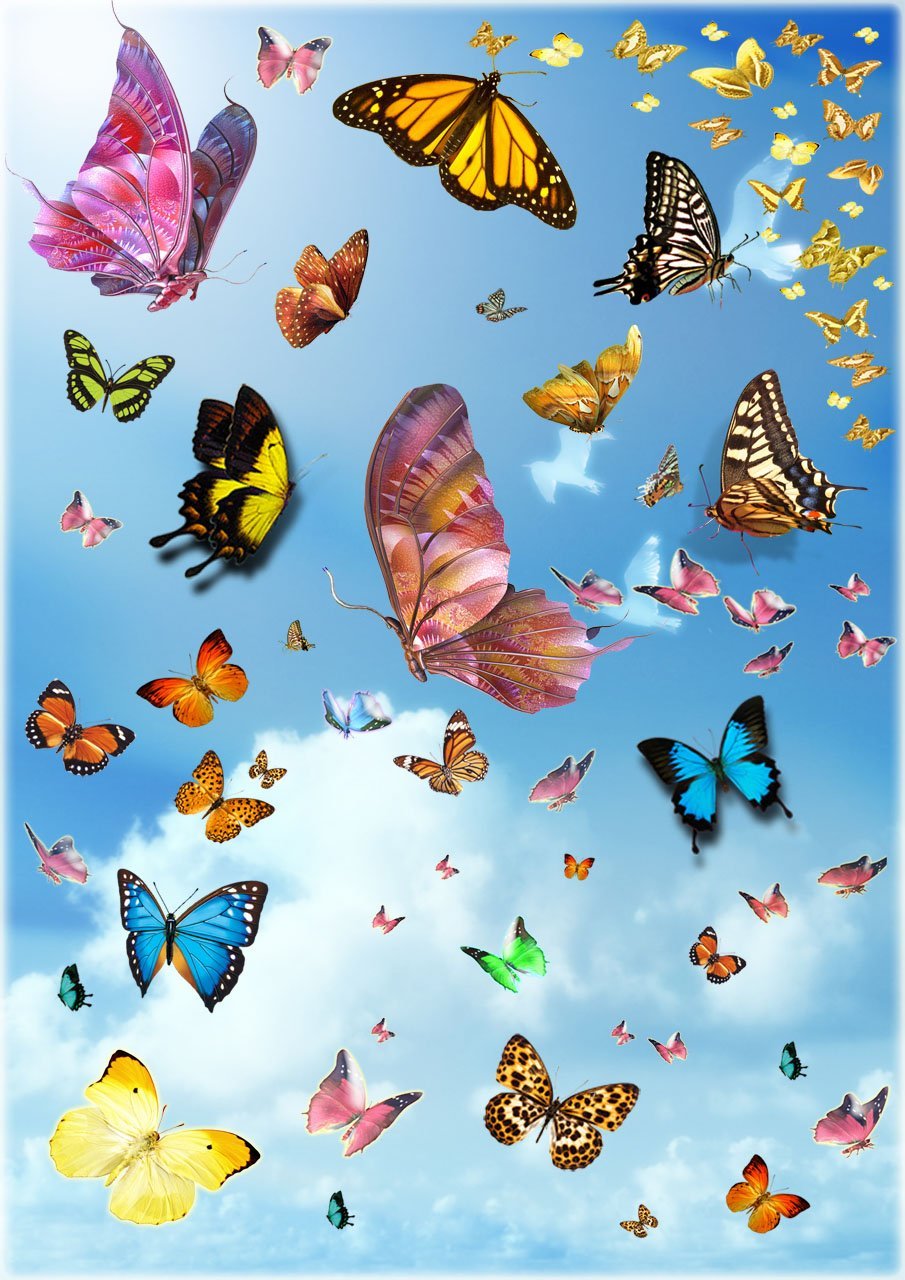 Много красивых бабочек