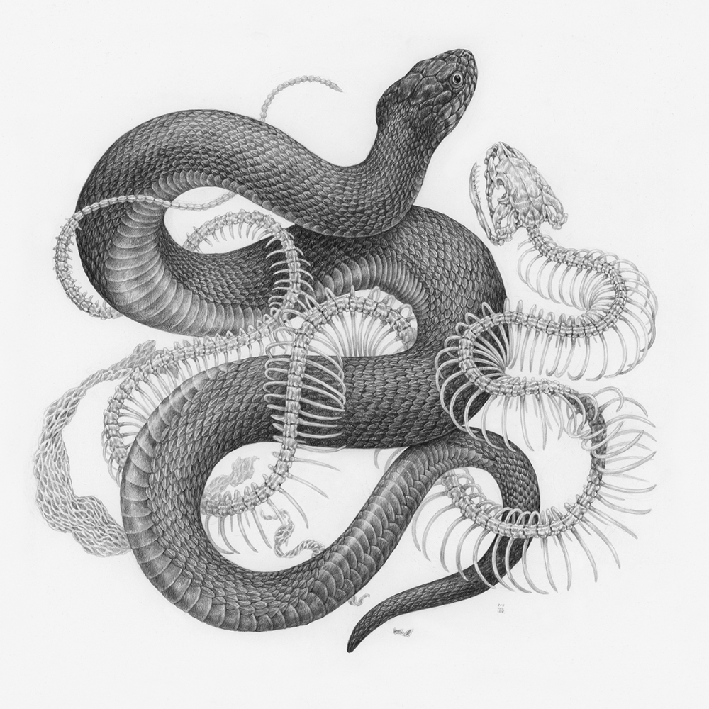 Белая змея на черном фоне