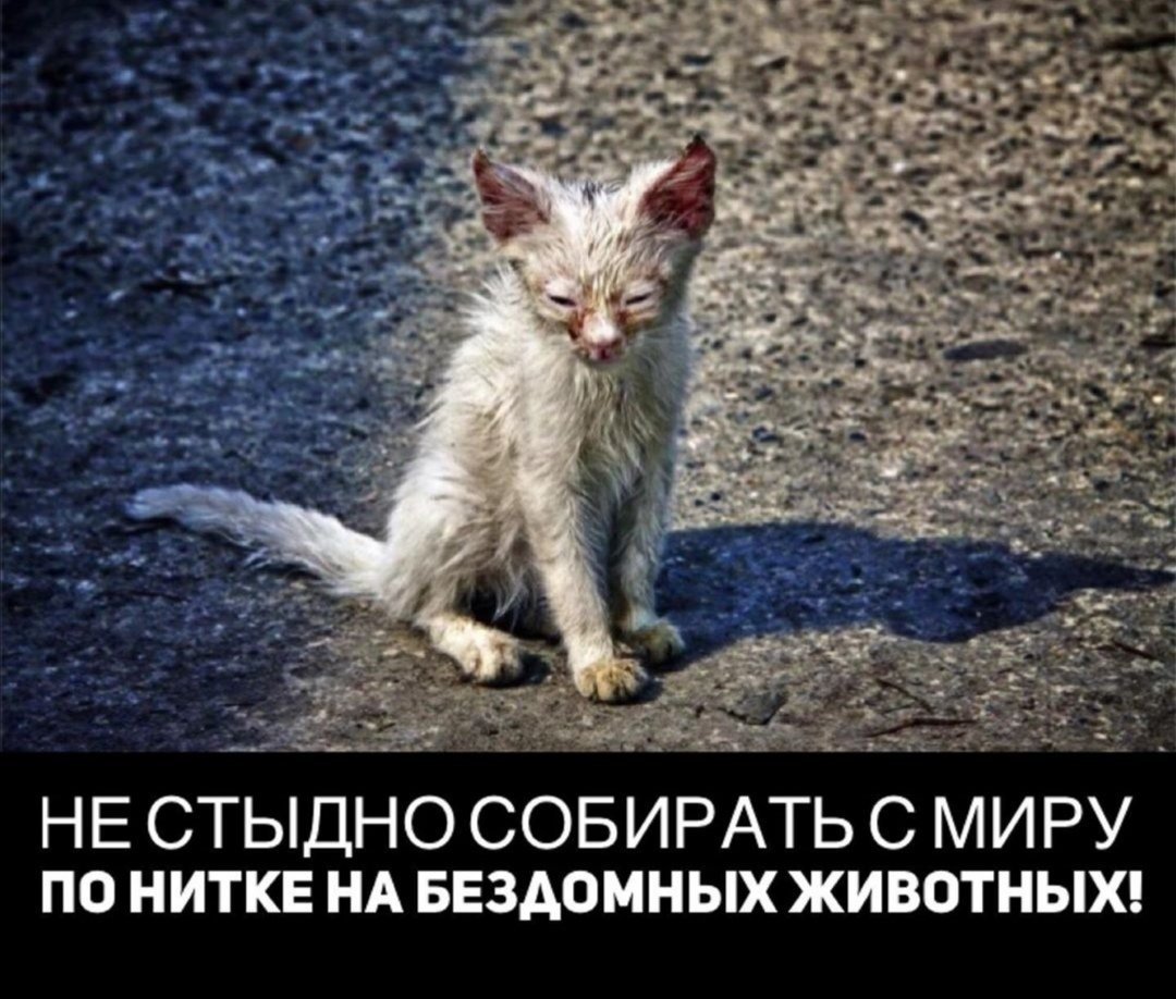 Страдающий кот. Бездомный кот. Бедные котята. Бедный котик. Брошенный котенок.