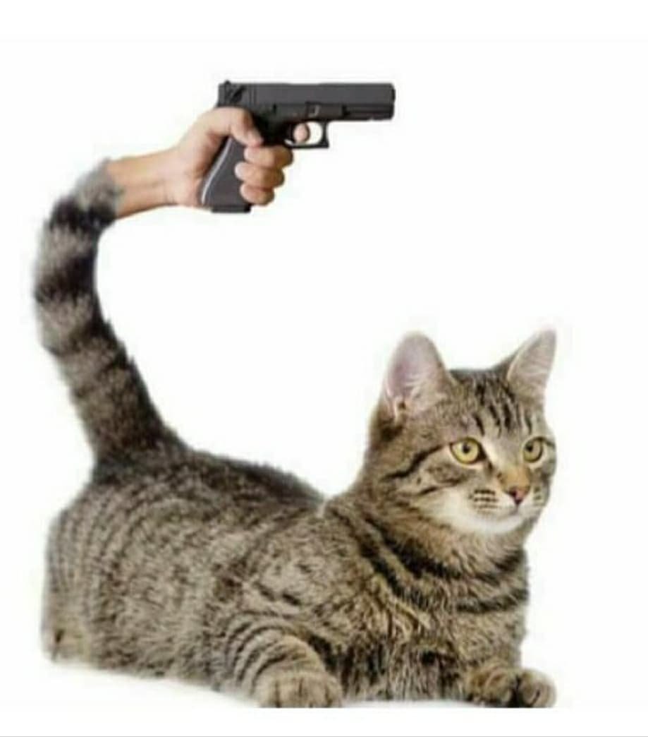 Кот с пистолетом и ножом