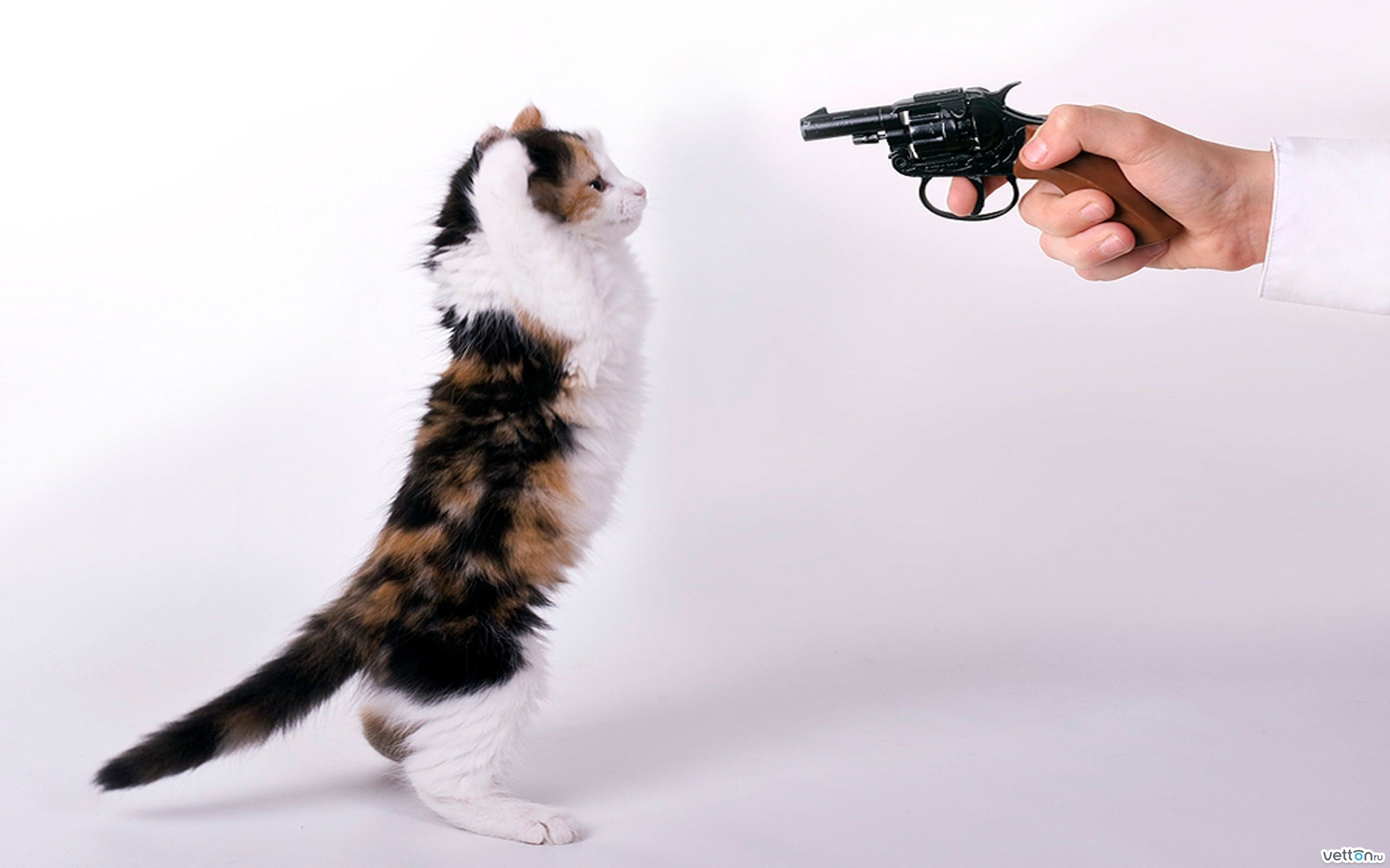 Кот угрожает. Кот с пистолетом. Котенок с пистолетом. Котик с оружием. Кот с револьвером.