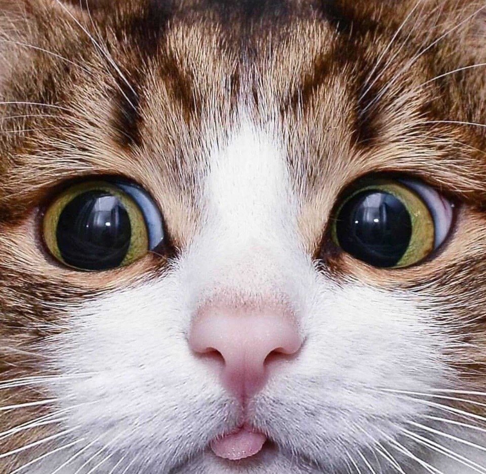 Лицо кошки