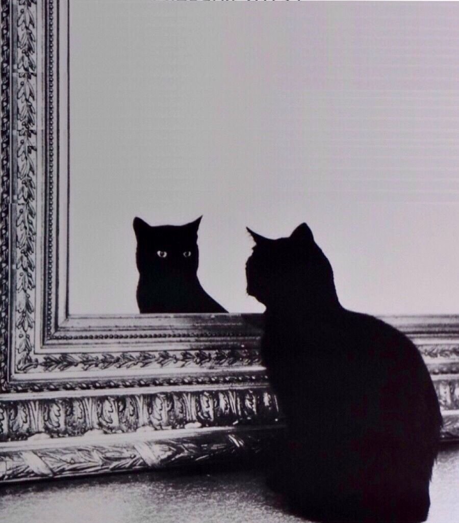 Чёрные коты Эстетика