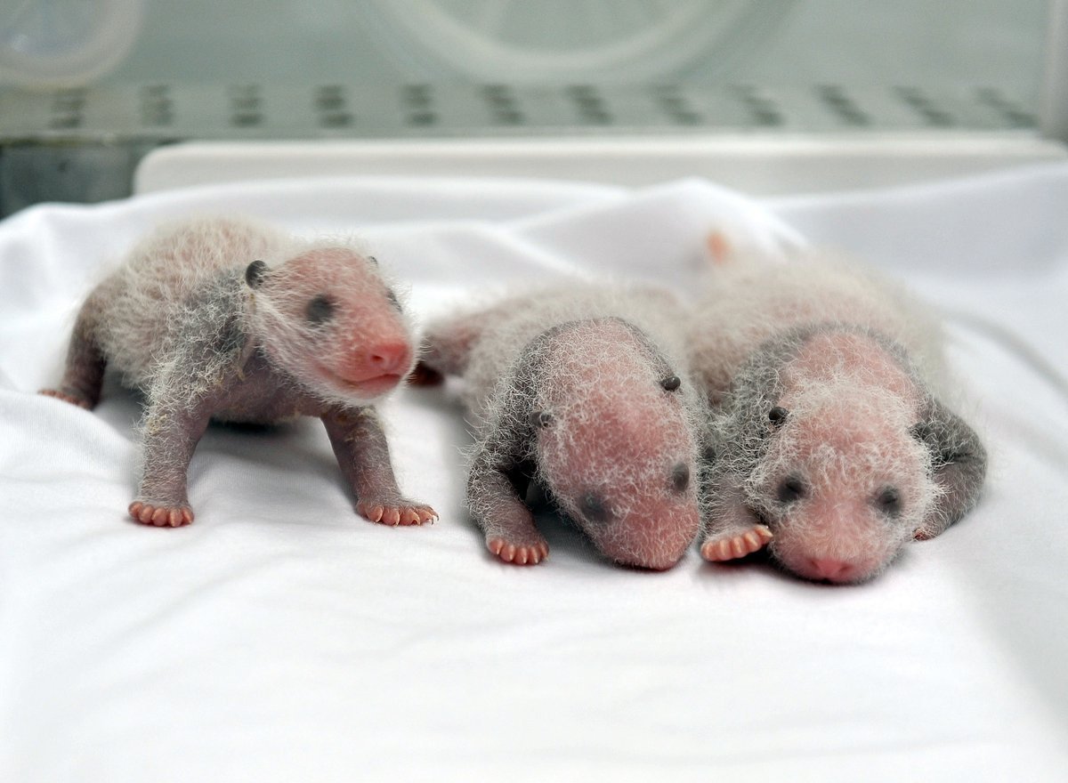 Сколько весит детеныш. Детёныш панды новорожденный. Новорожденные медвежата. Только что родившийся Медвежонок. Новорожденный белый Медвежонок.