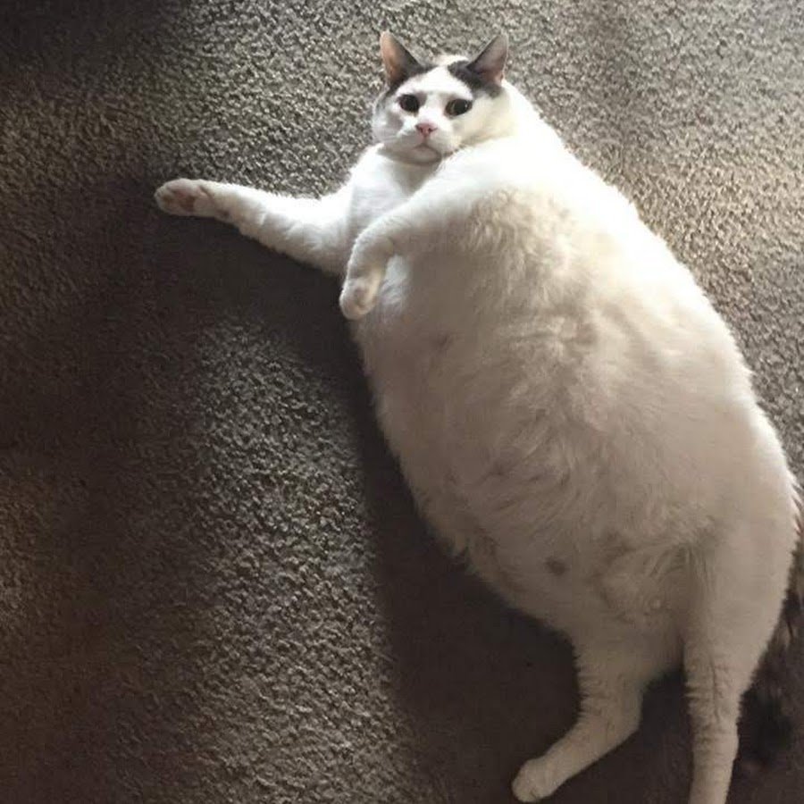 Толстый кот лежит на боку