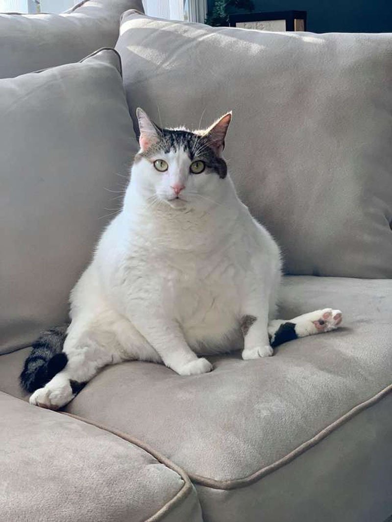 Очень жирные коты